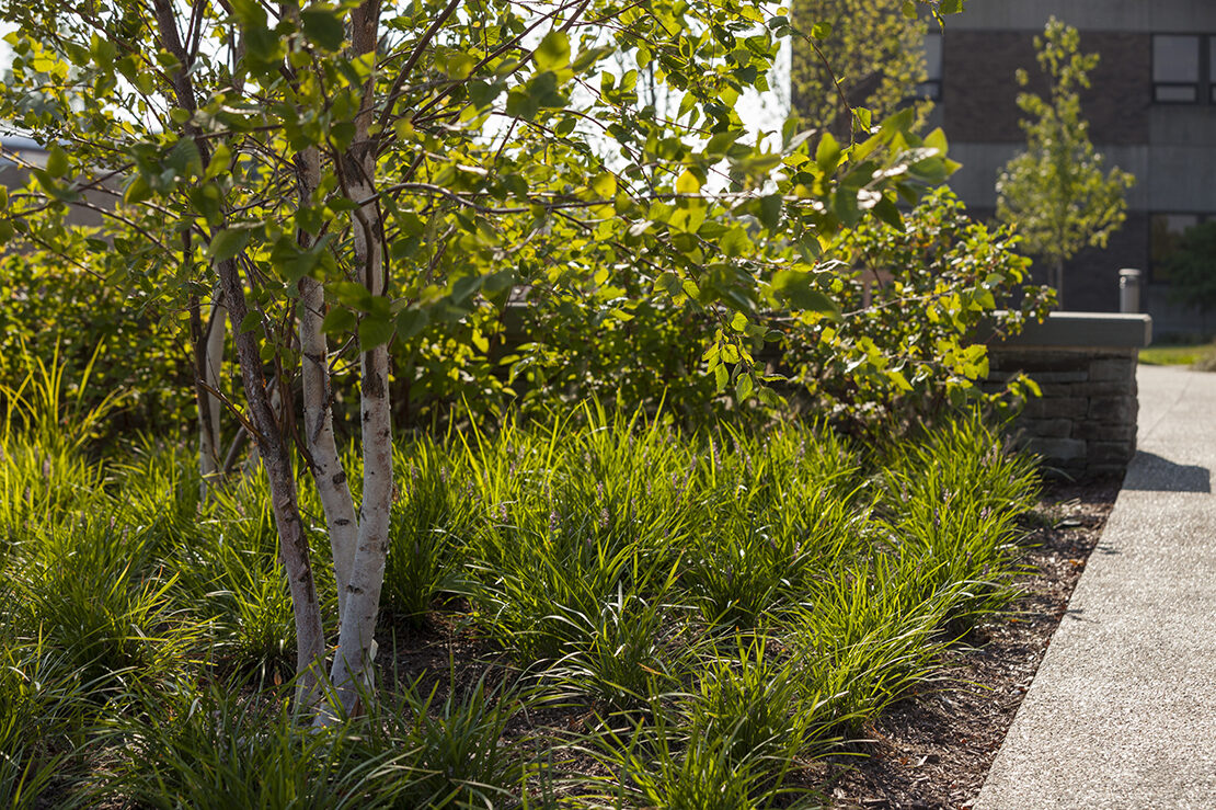 Birchwood Ricnursing 24