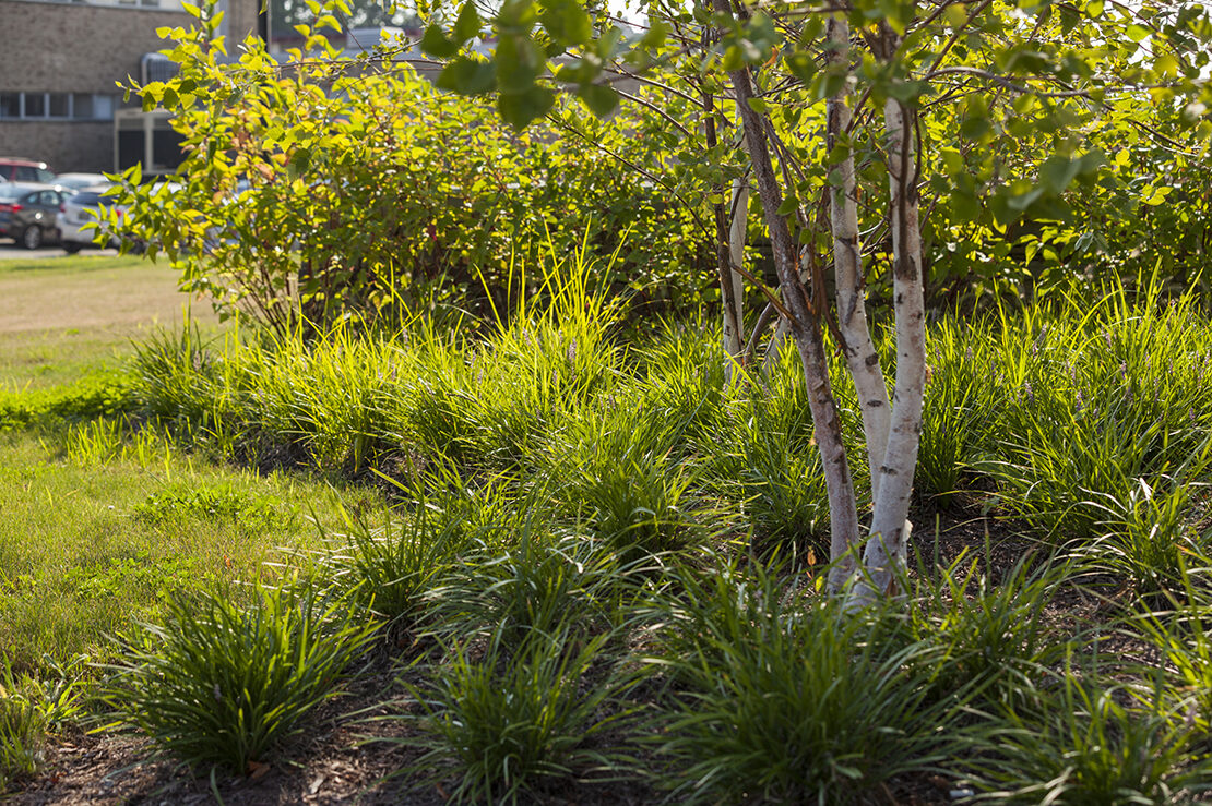 Birchwood Ricnursing 26